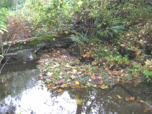 Photo of Walker Creek showing leaves of big leaf maples on the water
