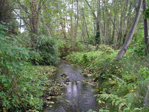 Photo of Walker Creek showing stream flowing through forested area