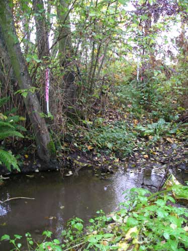 Photo of Walker Creek in wetland east of 1st Ave. S.