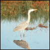 Photo of great blue heron