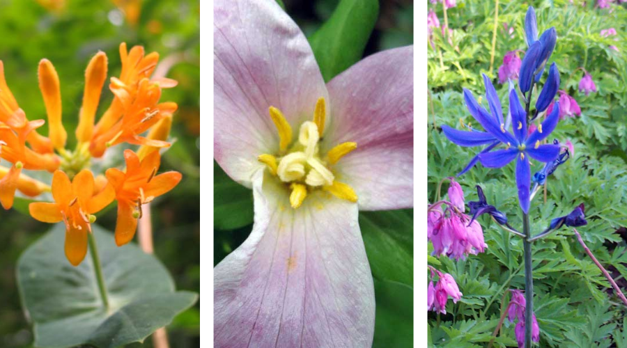 Three photos of flowers. From left to right, the colors of the flowers are orange, pink, and purple.