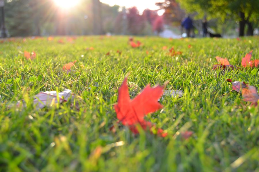An image of a red leaf resting on green grass lit by the sun shining down upon it