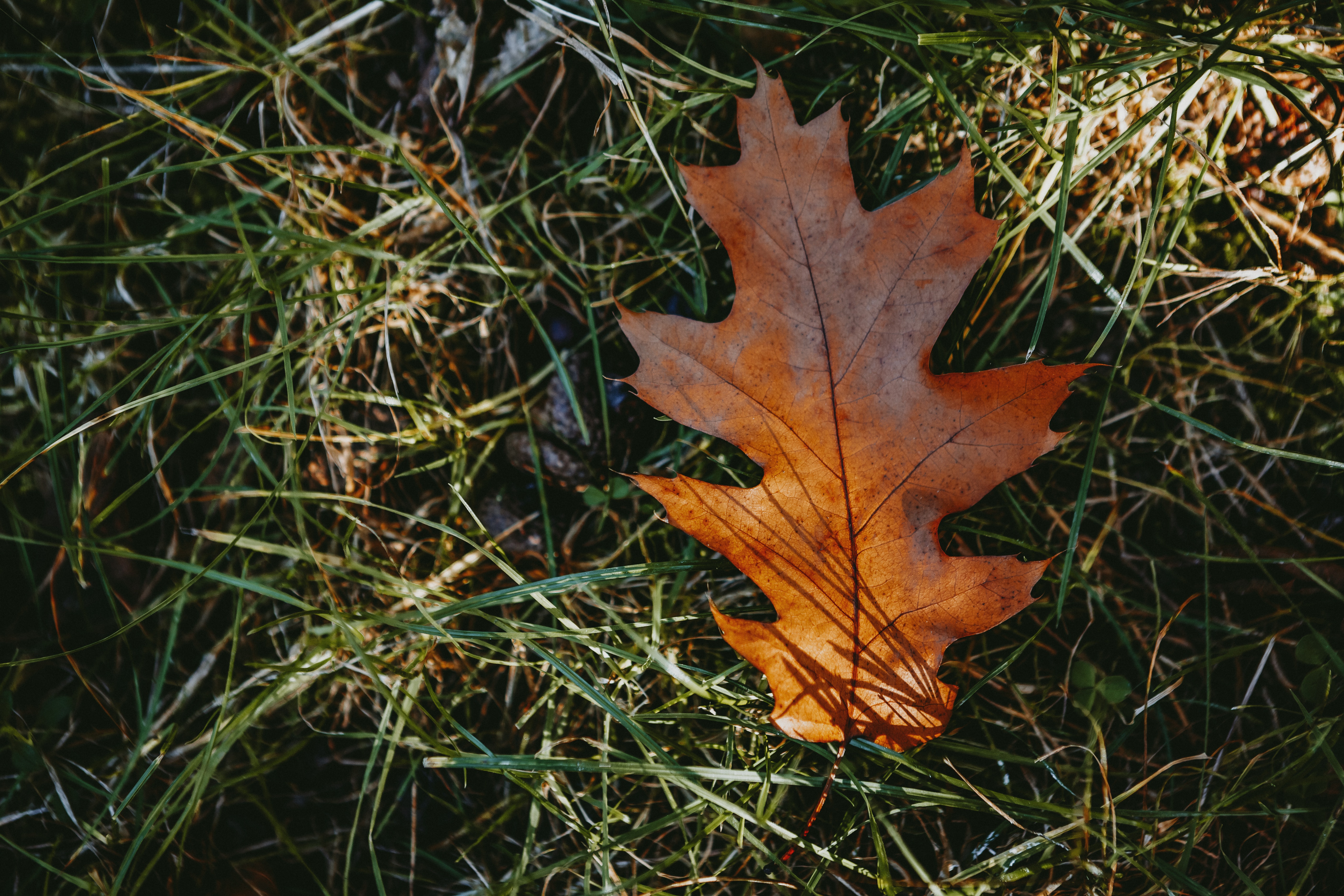 A brown leaf lies atop green grass