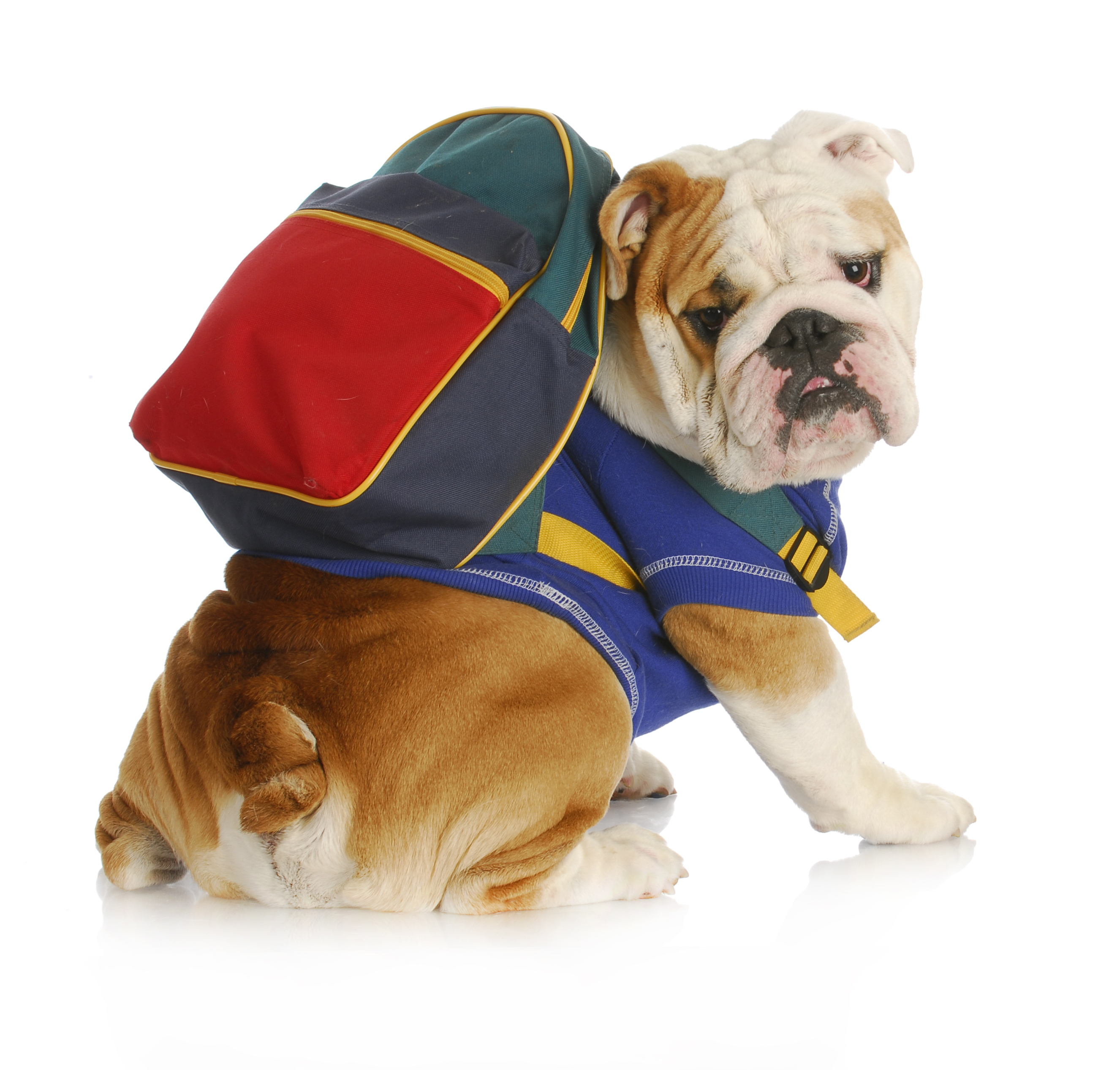 A white-and-brown bulldog wears a blue t-shirt and a red-and-blue backpack.