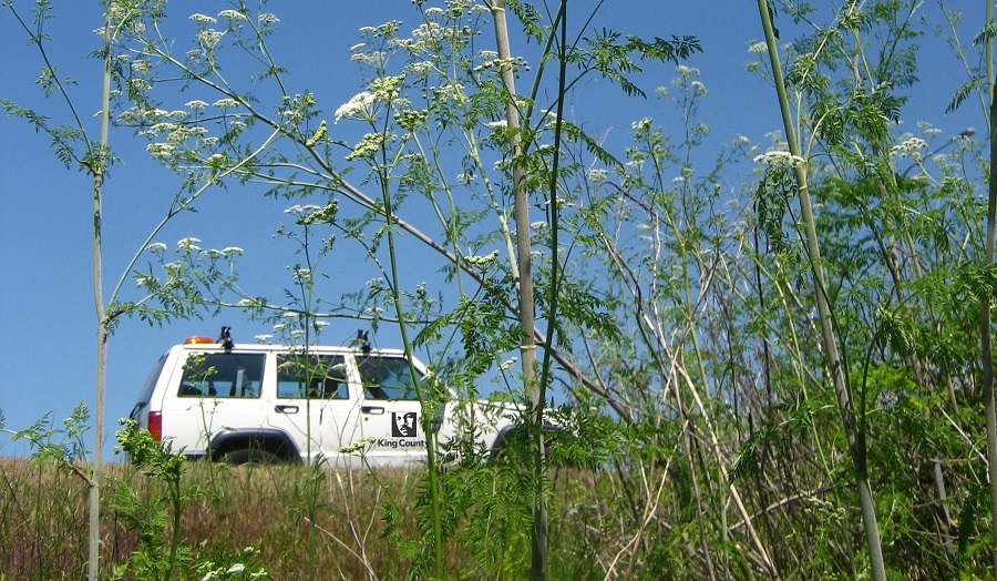 Tall poison hemlock weeds with a King County SUV in the background