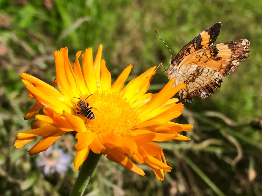 A bee and a butterfly perched atop a bright yellow flower