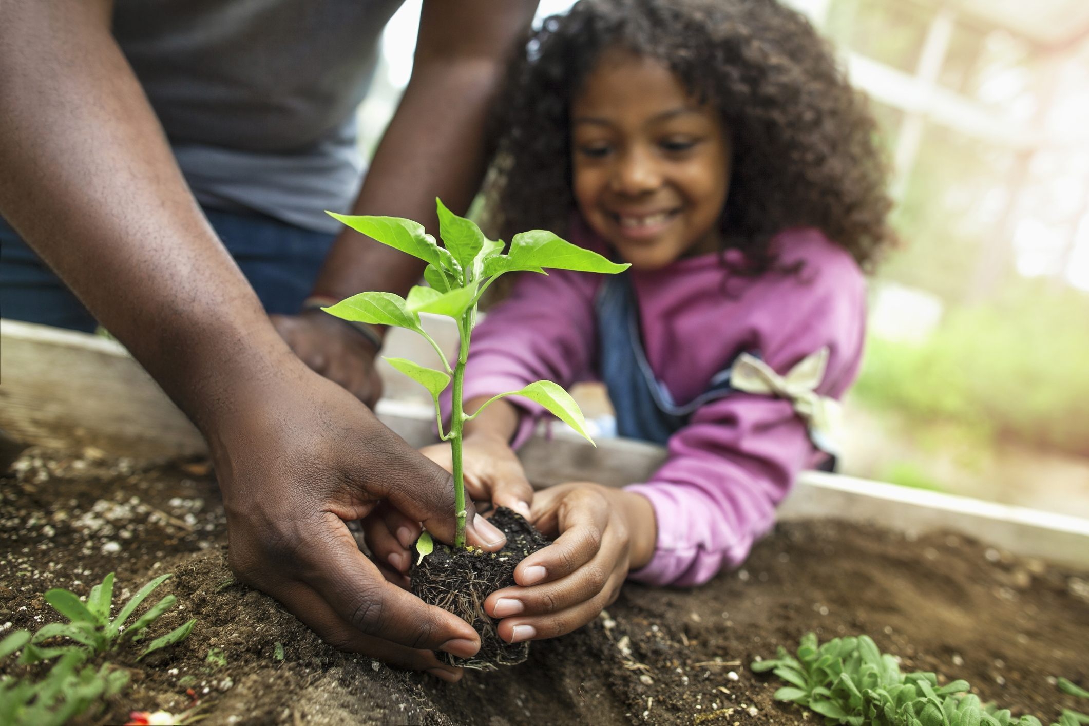 A smiling girl plants a plant in the dirt with help from her father.