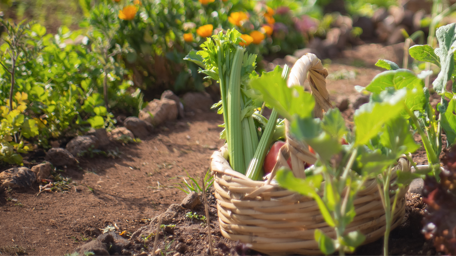 A basket of produce lies in a sunny field surrounded by rows of plants
