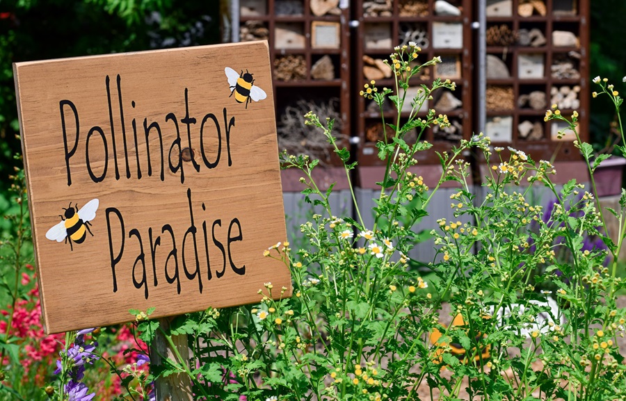 A sunny garden with flowers sprouting and a brown sign that reads "Pollinator Paradise"