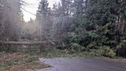 downed trees in road