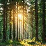 Tall forest trees with sun streaming through.