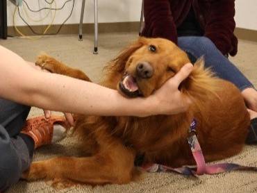 Nela is a therapy dog who visits youth at the Clark Children and Family Justice Center.