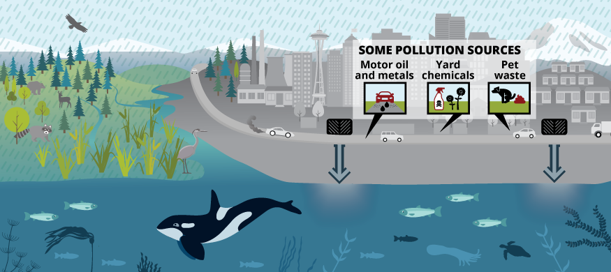 Landscape illustration showing rain falling on a mix of natural lands and city with some pollution sources including motor oil, metals, yard chemicals and pet waste flowing into Puget Sound, with its marine animals and plants