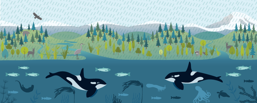 Landscape illustration showing rain falling on natural lands with naturally filtered stormwater flowing into Puget Sound, with its marine animals and plants