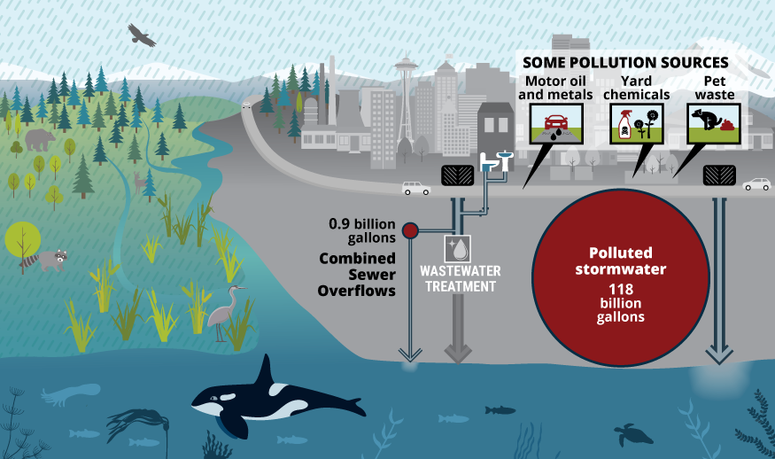 Landscape illustration showing rain falling on a mix of natural lands and city with some pollution sources including motor oil, metals, yard chemicals and pet waste flowing into wastewater treatment system and sewer overflow into Puget Sound, with its marine animals and plants