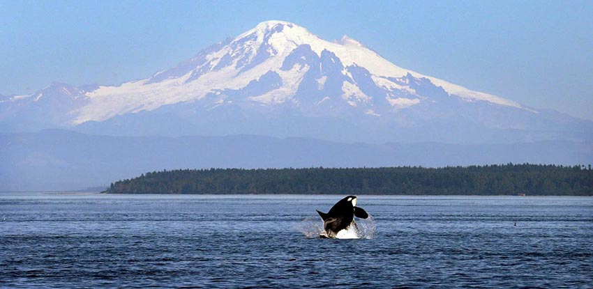 An orca jumping out of the water with Mount Rainier in the background