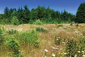 Discovery Park Capehart Forest