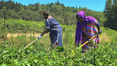 Two women with hoes farming in a field