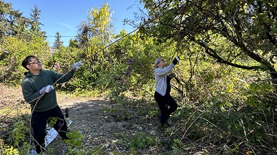 People with tools pruning a tree