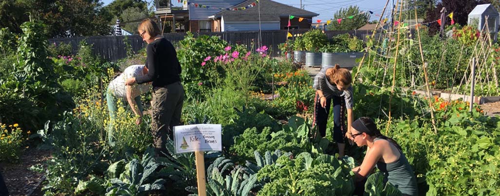 Grow partnered with the community to secure a Conservation Futures grant to preserve Ballard P-Patch in Seattle when the property was threatened with sale.