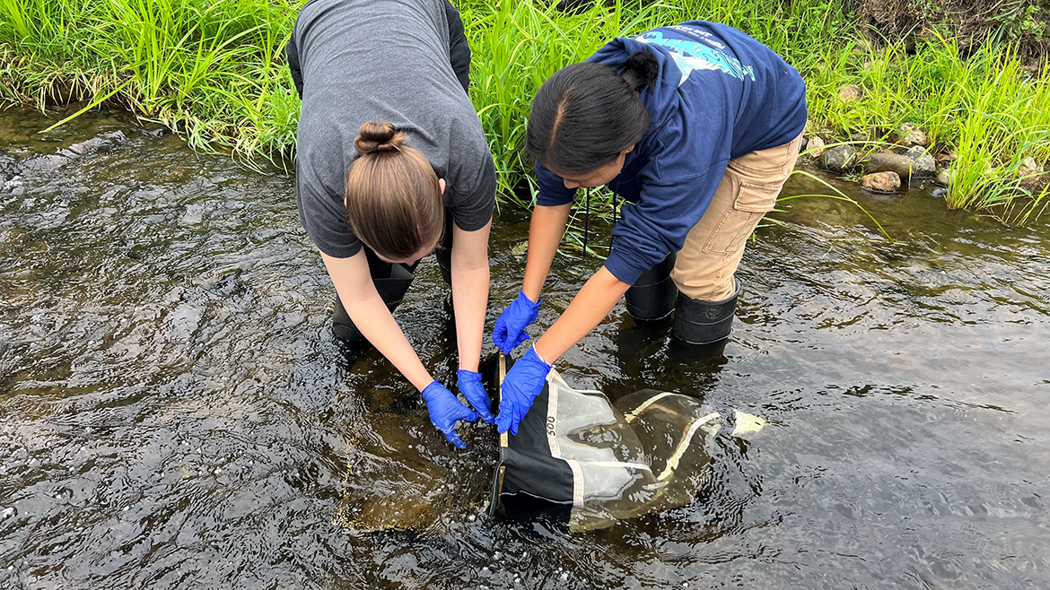 Field workers sampling a stream for benthic macroinvertebrates or stream bugs