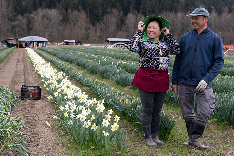 Farm photo of a woman and man standiing in front of long rows of daffodils