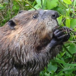 Beaver eating some plants