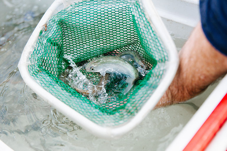 Kokanee in net to be moved from a cooler and released into Lake Sammamish