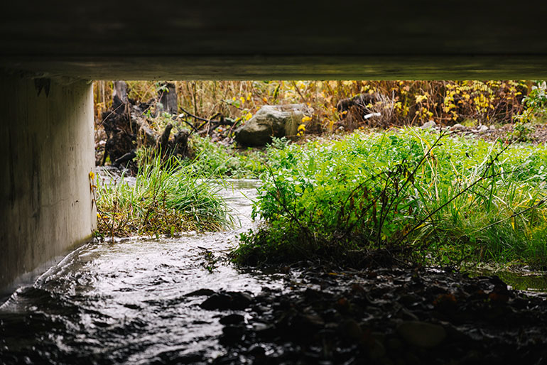 A modern box culvert installed underneath King County Parks’ East Lake Sammamish Trail restored access to spawning ground for native kokanee salmon.