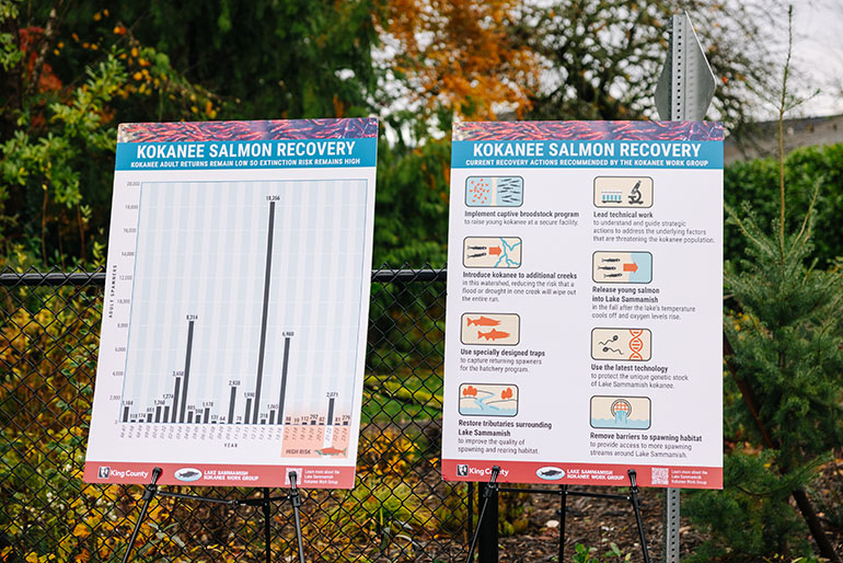 The Department of Natural Resources and Parks is enacting emergency actions recommended by the Lake Sammamish Kokanee Work Group.
