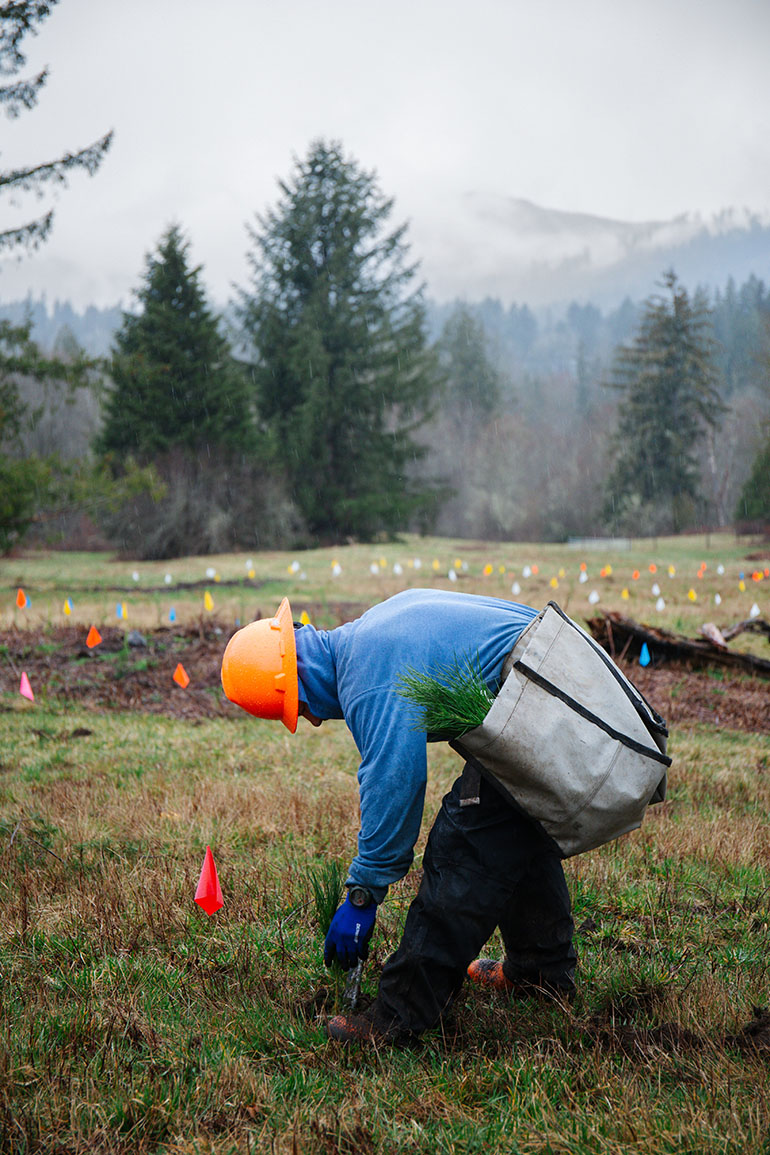 Crew member planting tree seedlings in a King County park