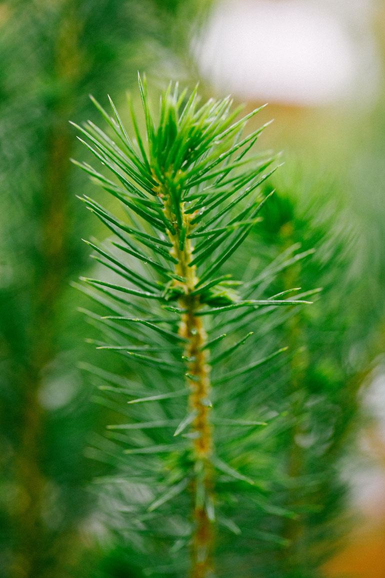 Evergreen tree seedling close-up