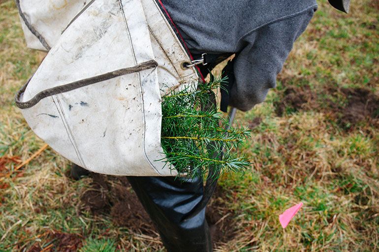 Planting bag filled with tree seedlings