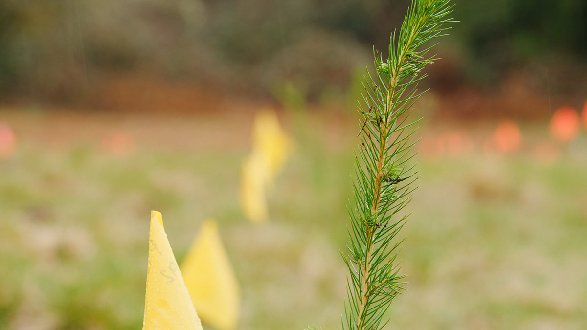 Evergreen tree seedling and planting flags in the background