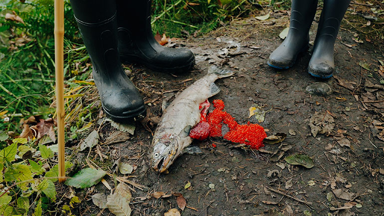 Dead coho salmon unspawned with eggs