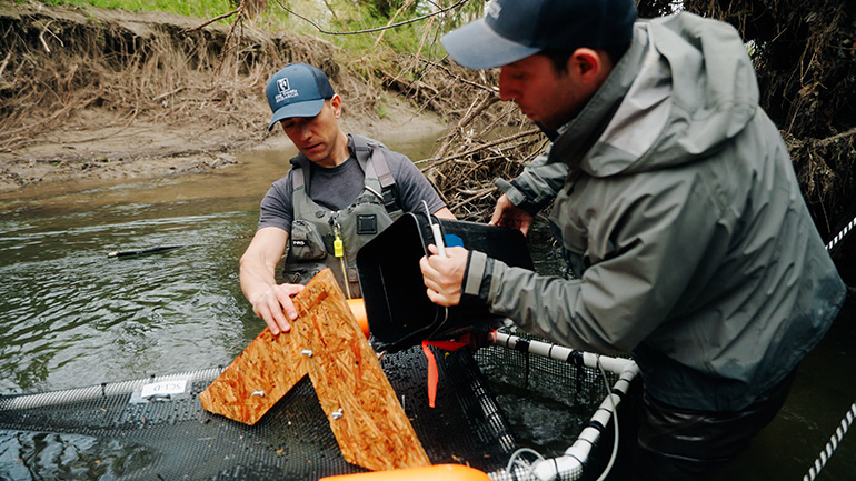 Researchers checking young salmon in custom enclosures in a Snoqualmie River side channel