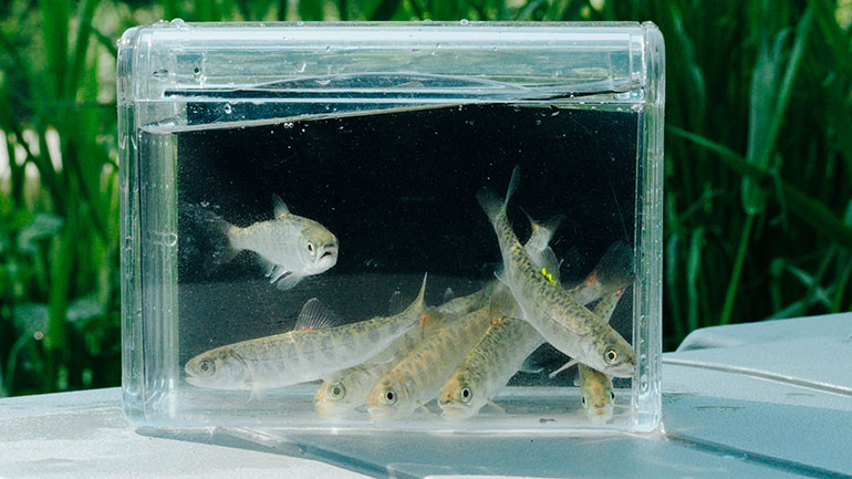 Young Chinook salmon from the Snoqualmie River