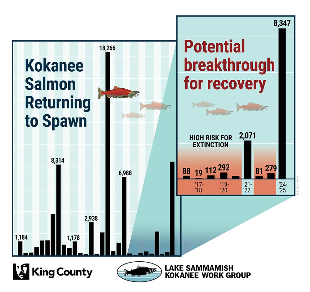 Kokanee Salmon Returning to Spawn, Potential breakthrough for recovery, King County LAKE SAMMAMISH KOKANEE WORK GROUP Graph