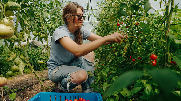 Harvest time at Viva Farms: woman kneeling down to pick tomatoes