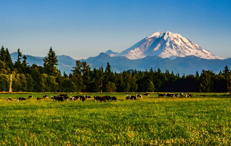 Dairy cows on a pasture with Mount Rainier in the background.