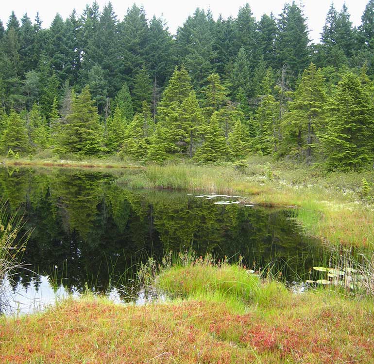 Patterson bog DNRP