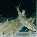 Chinook salmon smolts: click, tap or enter to go to One year later, King County’s largest-ever floodplain restoration project is improving salmon health