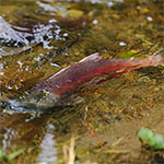 Sammamish kokanee in a creek