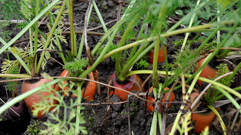 Carrots at a King County farm