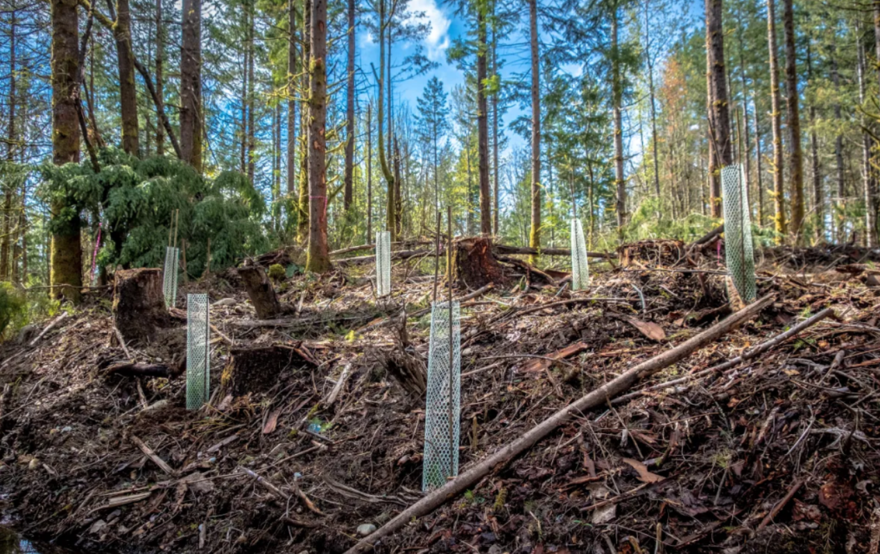 Northwest forest