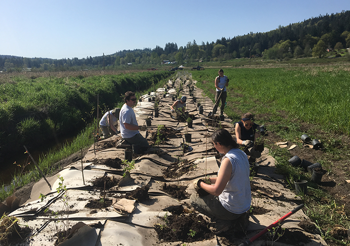 Vincent Valley planting through carboard holes to suppress the weeds