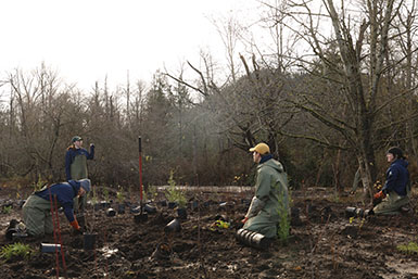 Ward Boise Creek riparian planting by Washington Conservation Corps members