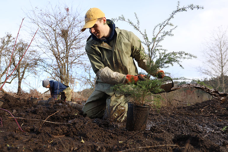 Member of Washington Conservation Corps planting an evergreen tree along Boise Creek in south King County