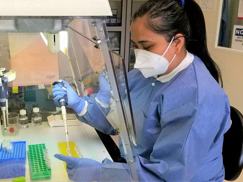 A microbiologist wearing a blue laboratory smock and blue gloves setting up a PCR (polymerase chain reaction) assay in a biological safety cabinet, pipetting small volumes of liquid into tubes held in yellow and green tube holders.