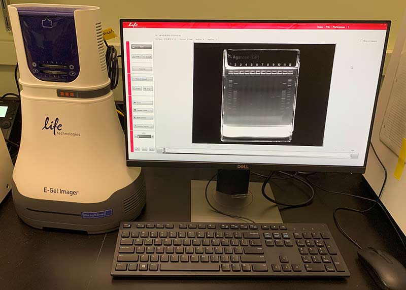 A computer monitor sits on a black laboratory bench next to a white and blue Electrophoresis Gel Imager with a captured image of a gel that has had DNA run on it. This instrument is used to analyze DNA fragments generated during PCR (polymerase chain reaction). 